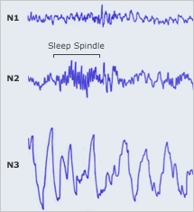 Sleep Cycles